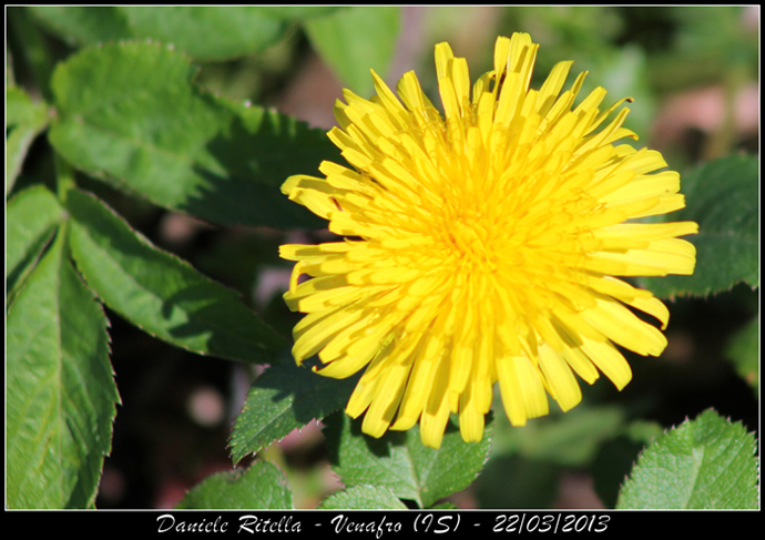 Richiesta identificazione 1!!! - Asteracea